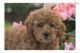 Poodle Puppies for sale in Cincinnati, OH, USA. price: $350