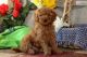 Poodle Puppies for sale in Detroit, MI, USA. price: $350
