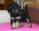 Poodle Puppies for sale in State Hwy 161, Texas, USA. price: NA