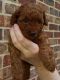 Poodle Puppies for sale in Luray, VA 22835, USA. price: NA