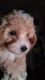 Poodle Puppies for sale in Luray, VA 22835, USA. price: NA