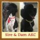 Poodle Puppies for sale in Hialeah, FL, USA. price: NA