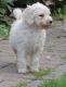 Poodle Puppies for sale in Salt Lake County, UT, USA. price: NA