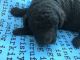 Poodle Puppies for sale in Ash Grove, MO 65604, USA. price: $750