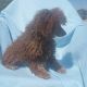 Poodle Puppies for sale in Pahrump, NV, USA. price: NA