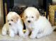 Poodle Puppies for sale in Massachusetts Ave, Boston, MA, USA. price: NA