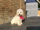 Poodle Puppies for sale in Columbus, OH, USA. price: $645