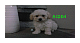 Poodle Puppies for sale in Sugarcreek, OH 44681, USA. price: NA
