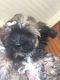 Poodle Puppies for sale in NJ-38, Cherry Hill, NJ 08002, USA. price: NA
