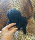 Poodle Puppies for sale in United States. price: NA