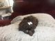 Poodle Puppies for sale in Watertown, NY 13601, USA. price: NA