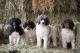 Poodle Puppies for sale in Hood River, OR 97031, USA. price: $1,000