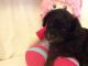 Poodle Puppies for sale in California Ave, South Gate, CA 90280, USA. price: NA