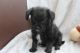Poodle Puppies for sale in Maryland City, MD, USA. price: NA