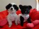 Poodle Puppies for sale in Largo, FL, USA. price: NA