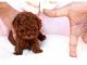 Poodle Puppies for sale in Dedham, MA, USA. price: $400