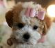 Poodle Puppies for sale in Fort Lauderdale, FL, USA. price: NA