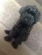 Poodle Puppies for sale in San Jose, CA, USA. price: $500