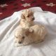 Poodle Puppies for sale in Waco, TX, USA. price: NA