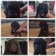 Poodle Puppies for sale in Lancaster, OH 43130, USA. price: NA