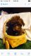 Poodle Puppies for sale in Troy, OH 45373, USA. price: $800