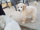 Poodle Puppies for sale in Fayetteville, GA, USA. price: NA