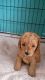 Poodle Puppies for sale in 31792 Coast Hwy, Laguna Beach, CA 92651, USA. price: NA