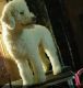 Poodle Puppies for sale in Alexandria, MN 56308, USA. price: $450