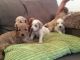 Poodle Puppies for sale in Peachtree Rd NE, Atlanta, GA, USA. price: $250