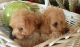 Poodle Puppies for sale in Navasota, TX 77868, USA. price: NA