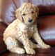 Poodle Puppies for sale in Lake Dallas, TX 75065, USA. price: $1,000