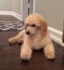 Poodle Puppies for sale in Apple Valley, CA 92308, USA. price: NA