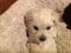 Poodle Puppies for sale in Bellingham, WA, USA. price: NA