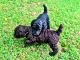Poodle Puppies for sale in Oviedo, FL, USA. price: NA