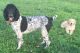 Poodle Puppies for sale in Randleman, NC 27317, USA. price: NA