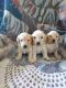 Poodle Puppies for sale in Lexington, NC, USA. price: NA