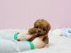 Poodle Puppies for sale in Miami, Floride, États-Unis. price: NA