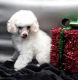 Poodle Puppies for sale in Denison, IA 51442, USA. price: NA
