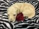 Poodle Puppies for sale in Princeton, NC 27569, USA. price: $975