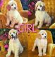 Poodle Puppies for sale in Marianna, FL, USA. price: NA