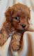 Poodle Puppies for sale in SC-9, Chester, SC 29706, USA. price: $400