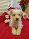Poodle Puppies for sale in Trenton, MI 48183, USA. price: NA