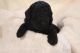Poodle Puppies for sale in Oviedo, FL, USA. price: NA