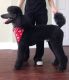 Poodle Puppies for sale in Lake Dallas, TX 75065, USA. price: NA