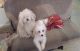 Poodle Puppies for sale in Bronx, NY, USA. price: $1,000