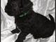 Poodle Puppies for sale in Harpers Ferry, IA 52146, USA. price: $450