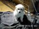 Poodle Puppies for sale in Thomasville, NC 27360, USA. price: NA