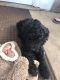 Poodle Puppies for sale in Tullahoma, TN 37388, USA. price: NA