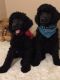 Poodle Puppies for sale in Dayton, TX 77535, USA. price: NA