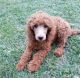 Poodle Puppies for sale in Dover, DE 19906, USA. price: $400